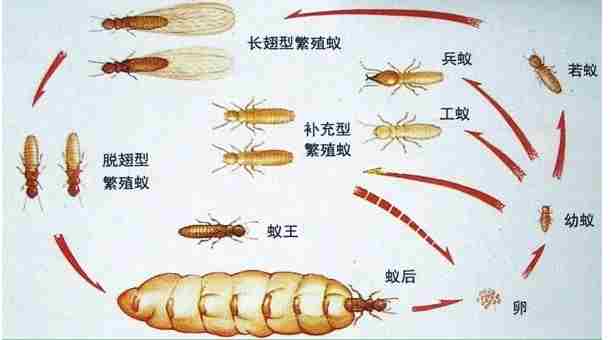 白蚁防治